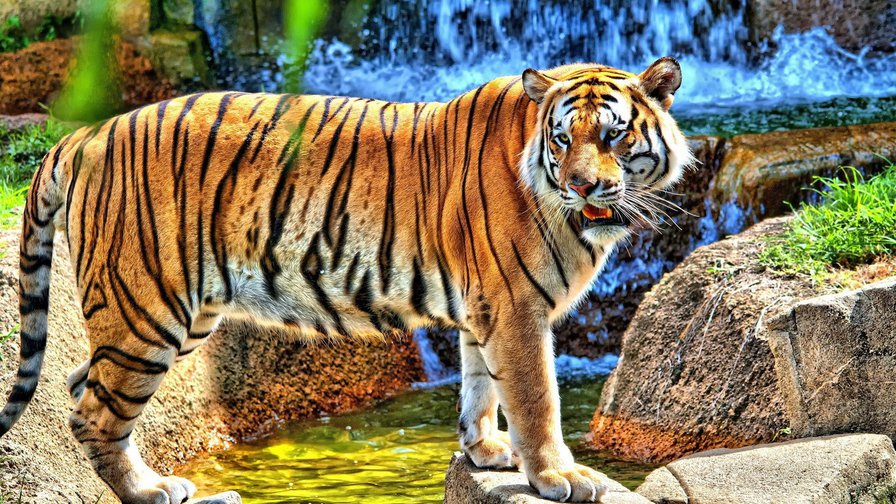 Тигр - тигр, животные, кошка - оригинал