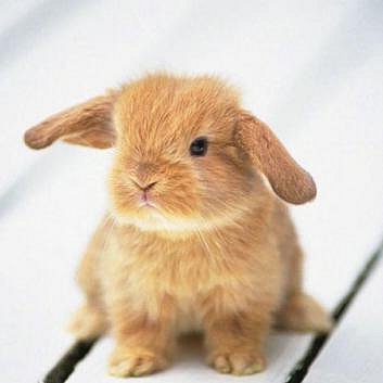 Зайка - животные, зайка, заяц - оригинал