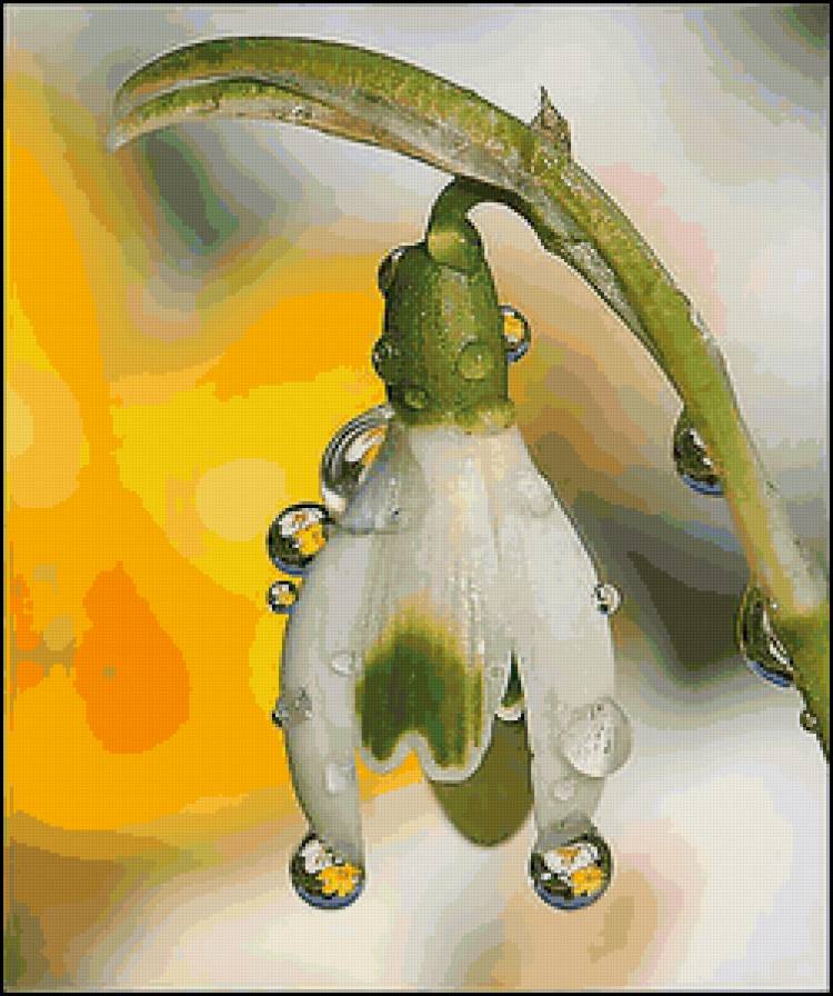 Подснежник - подснежник, цветок, роса - предпросмотр