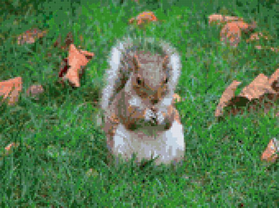 Белочка - природа, белочка, животные - предпросмотр