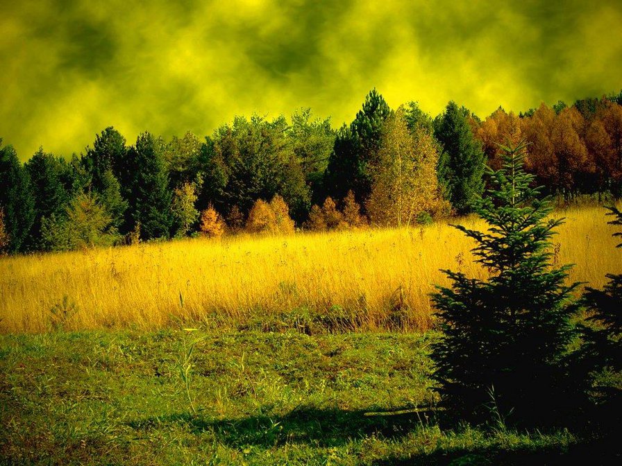 осенний лес - лес, осень, природа - оригинал