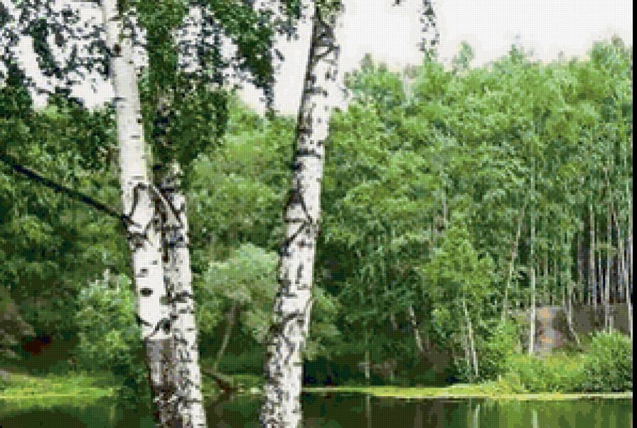 березы - пруд, березы, лес - предпросмотр