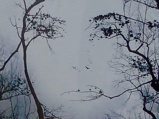 живая природа - природа - оригинал