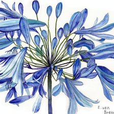 Оригинал схемы вышивки «Голубые цветы» (№112231)