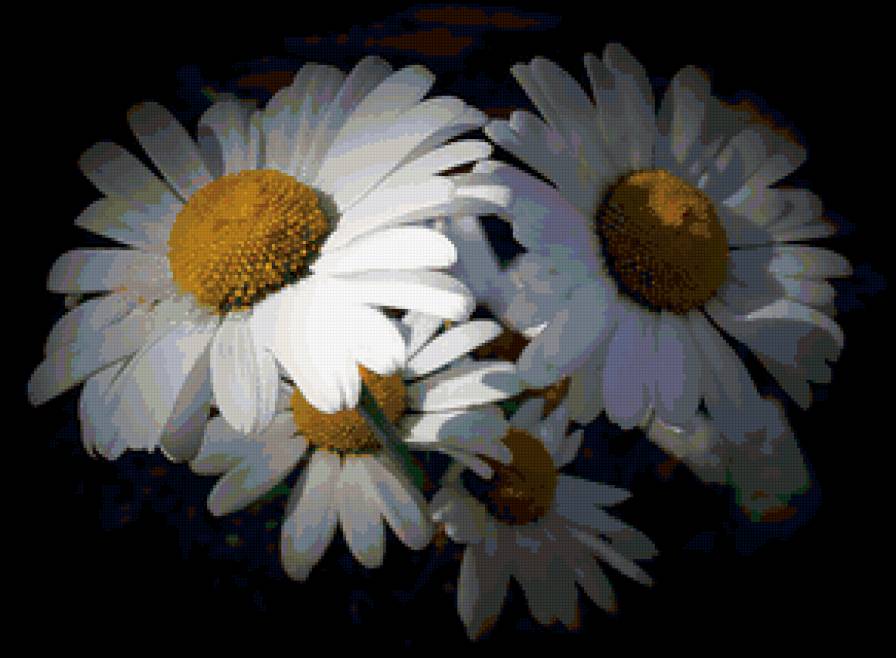 Ромашки - ромашки, цветы - предпросмотр