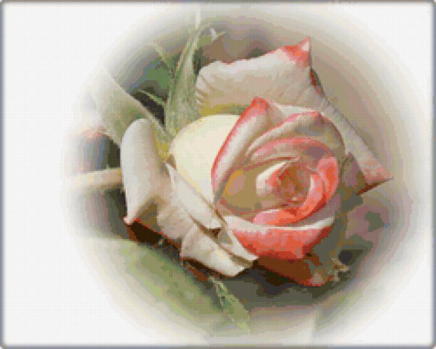 Роза - роза, розы, цветы - предпросмотр