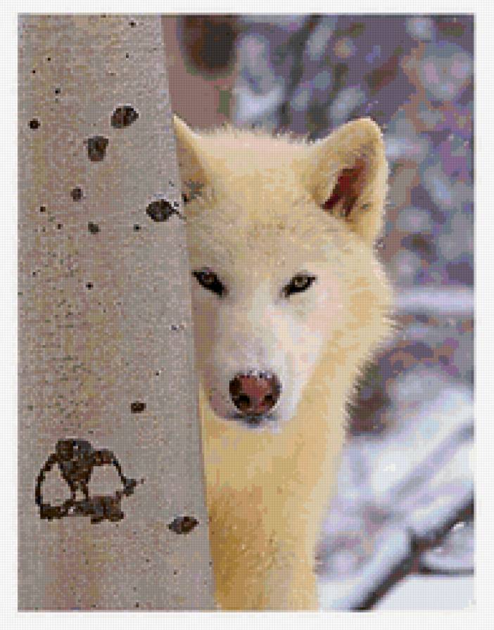 Белый волк - животные, живопись, волк - предпросмотр