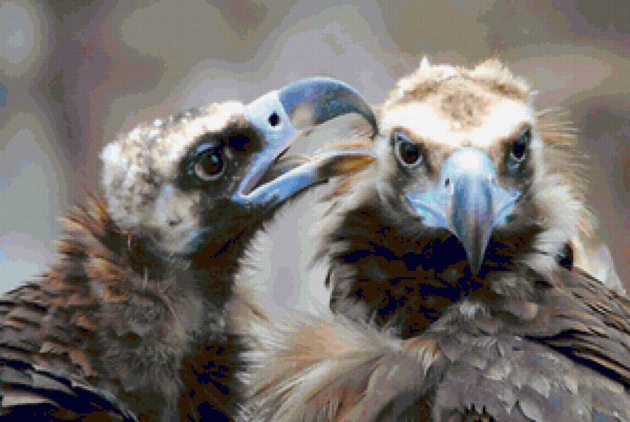 Птичья Любовь - птицы - предпросмотр