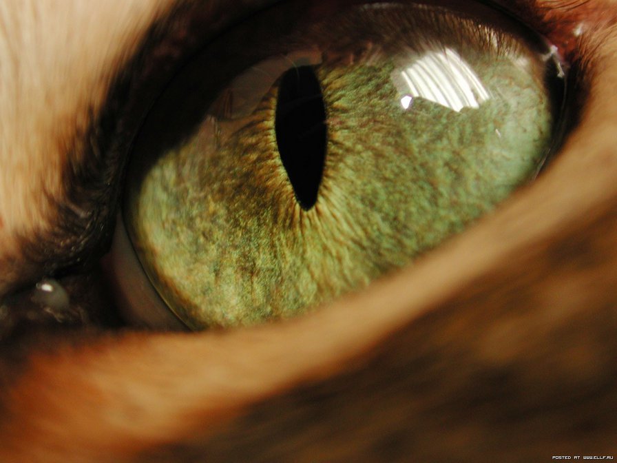 Глазик - глаза, взгляд - оригинал