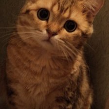 Схема вышивки «барсик2»