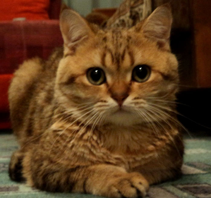 барсик - оригинал