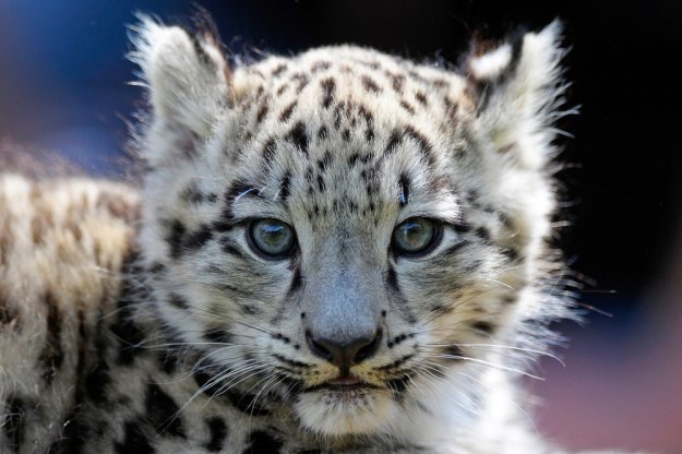 Маленький леопард - кошки, леопарды, животные - оригинал