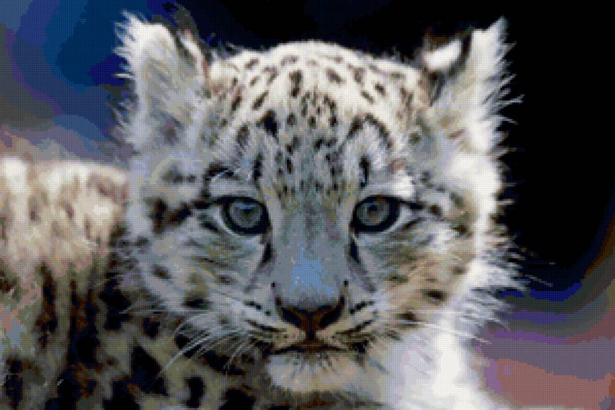 Маленький леопард - леопарды, животные, кошки - предпросмотр