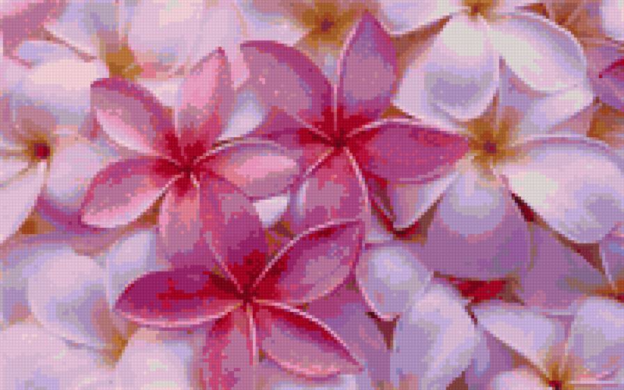 цветы - цветы - предпросмотр