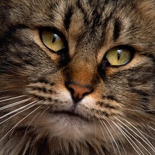 Схема вышивки «кошак»