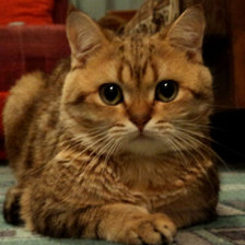 Схема вышивки «б»