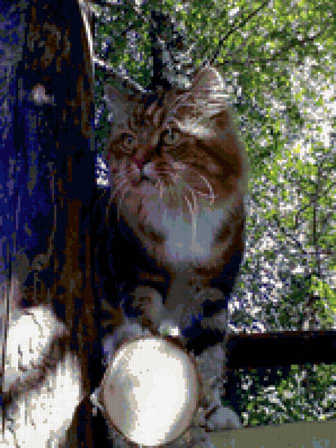 Кот "Макс" - животные, кошки - предпросмотр