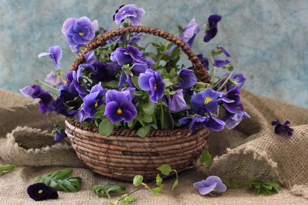 фиалки - фиалки, цветы, корзина - оригинал