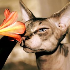 Схема вышивки «Свинкс и цветок»