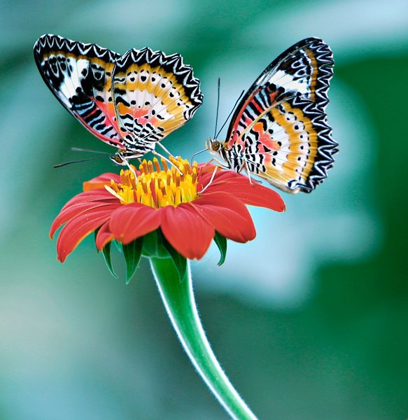 бабочки - бабочки, природа, цветок, цветы и бабочки, лето - оригинал