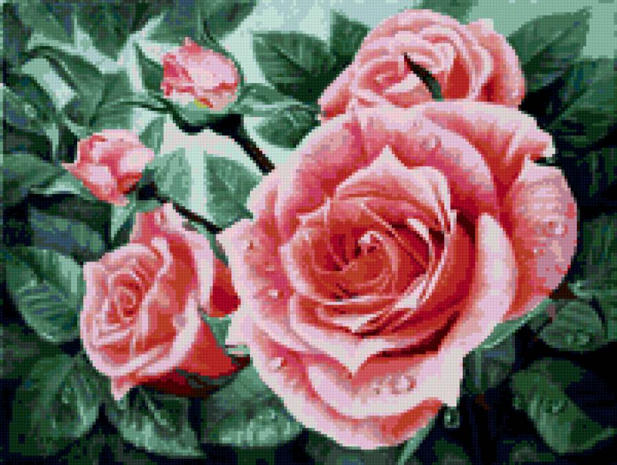 роза - цветы - предпросмотр