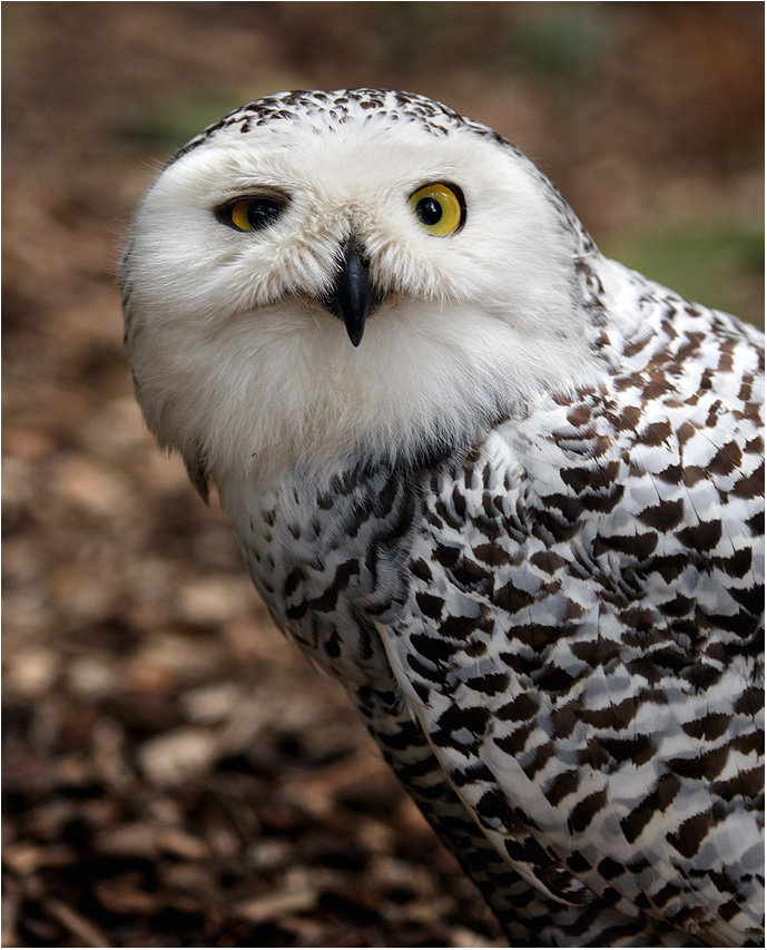 Хитрая сова - сова, птицы - оригинал