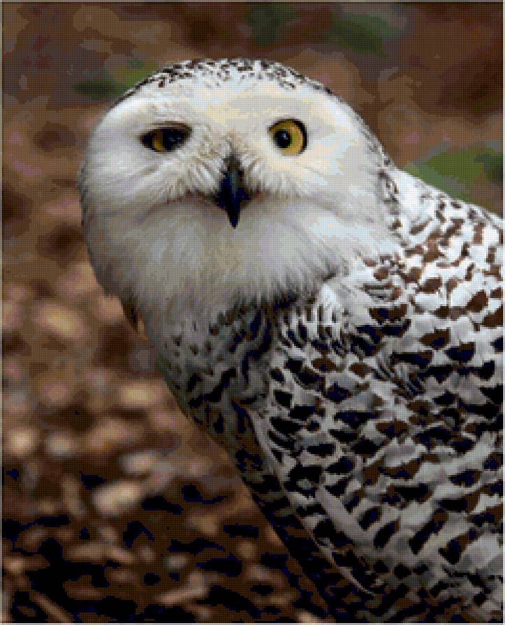 Хитрая сова - птицы, сова - предпросмотр