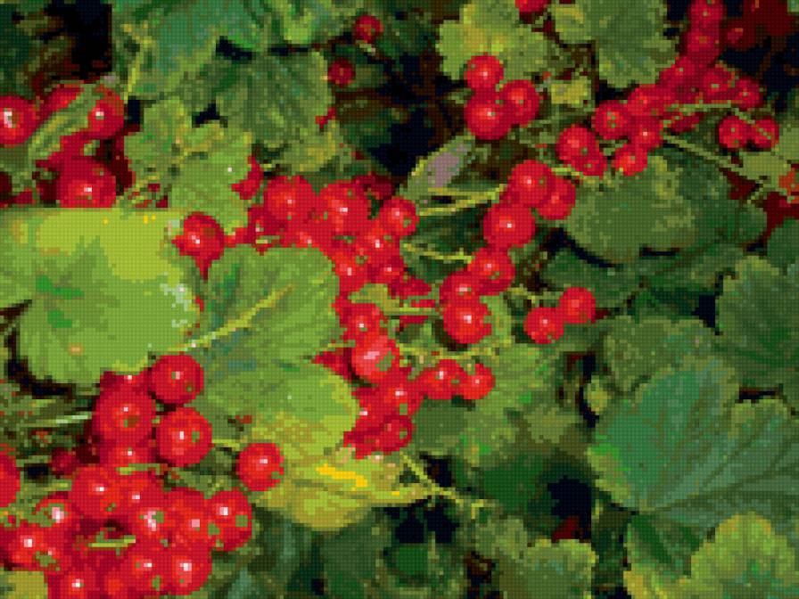 смородина - предпросмотр