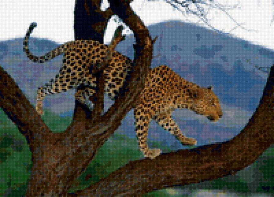 леопард - кошки, леопард, животные, природа - предпросмотр