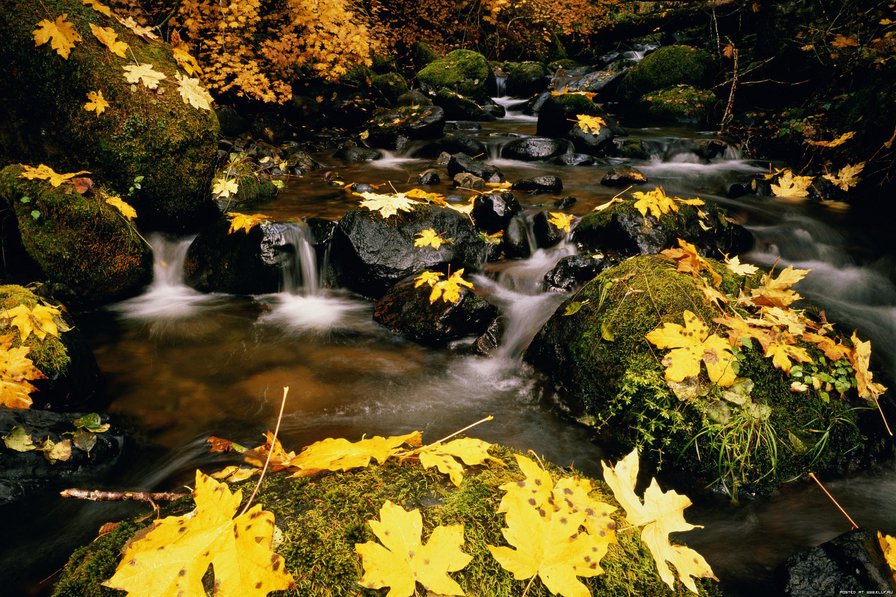 Осенний ручей - ручей, вода, осень - оригинал