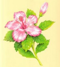 цветок - цветок - оригинал