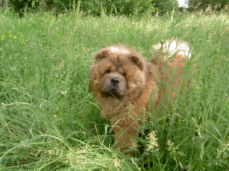 ромэо - животные - оригинал