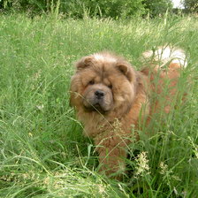 Схема вышивки «ромэо»