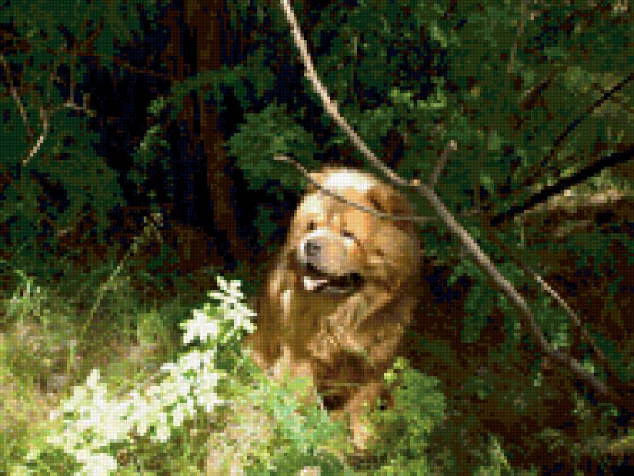 чау-чау - собаки - предпросмотр