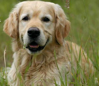 песик на лугу - оригинал