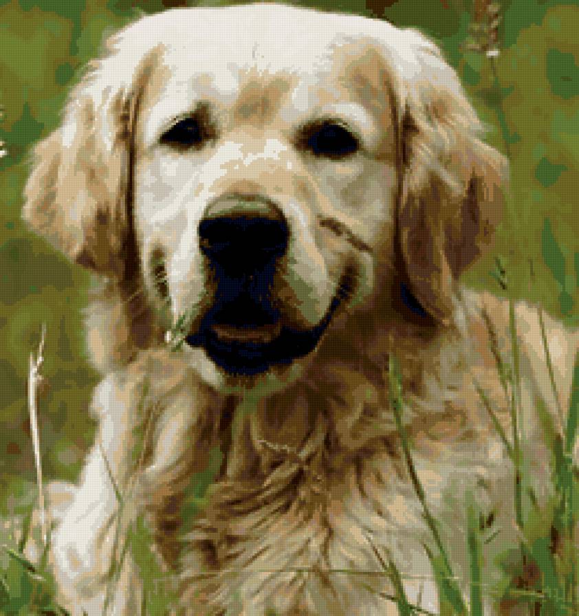 песик на лугу 2 - предпросмотр