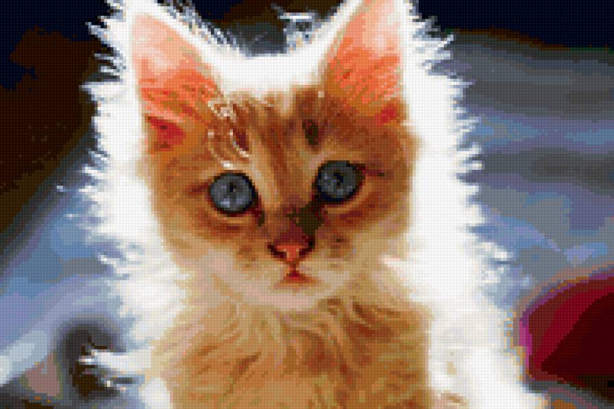 рыжее чудо - котенок, кот, животные - предпросмотр