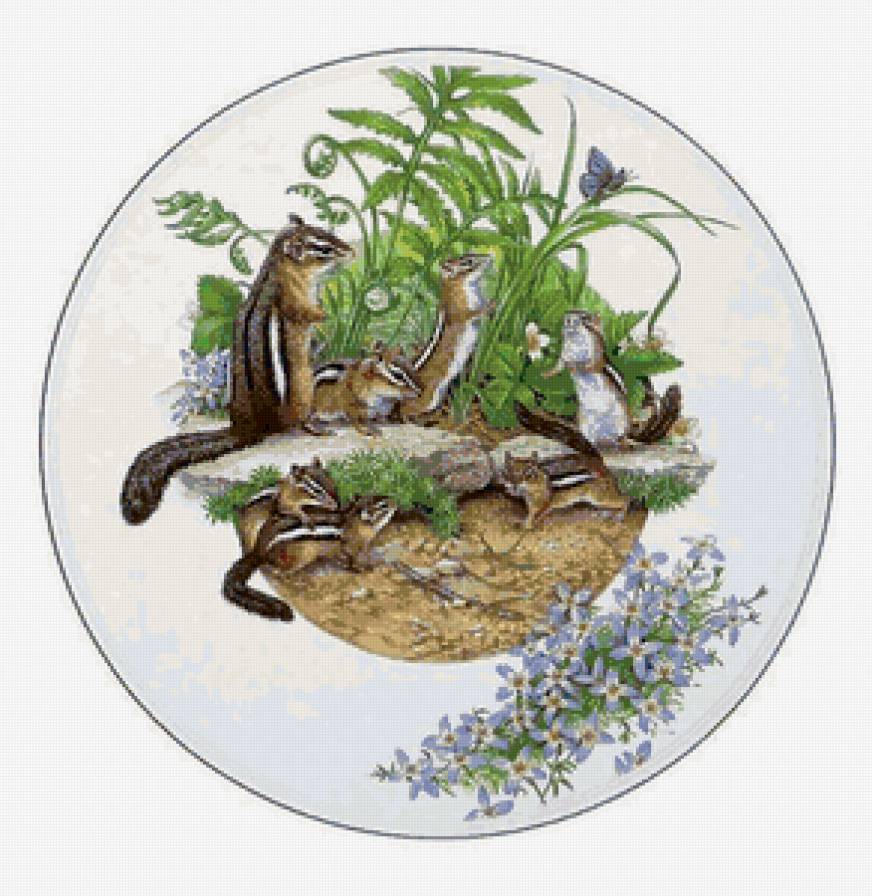 бурундучки - животные, природа - предпросмотр