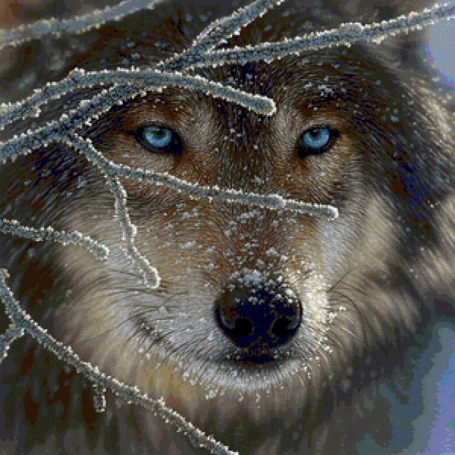 Волк зимой - животные, волк - предпросмотр