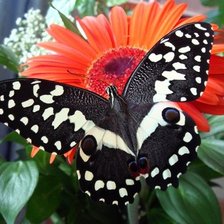 Схема вышивки «№114933»