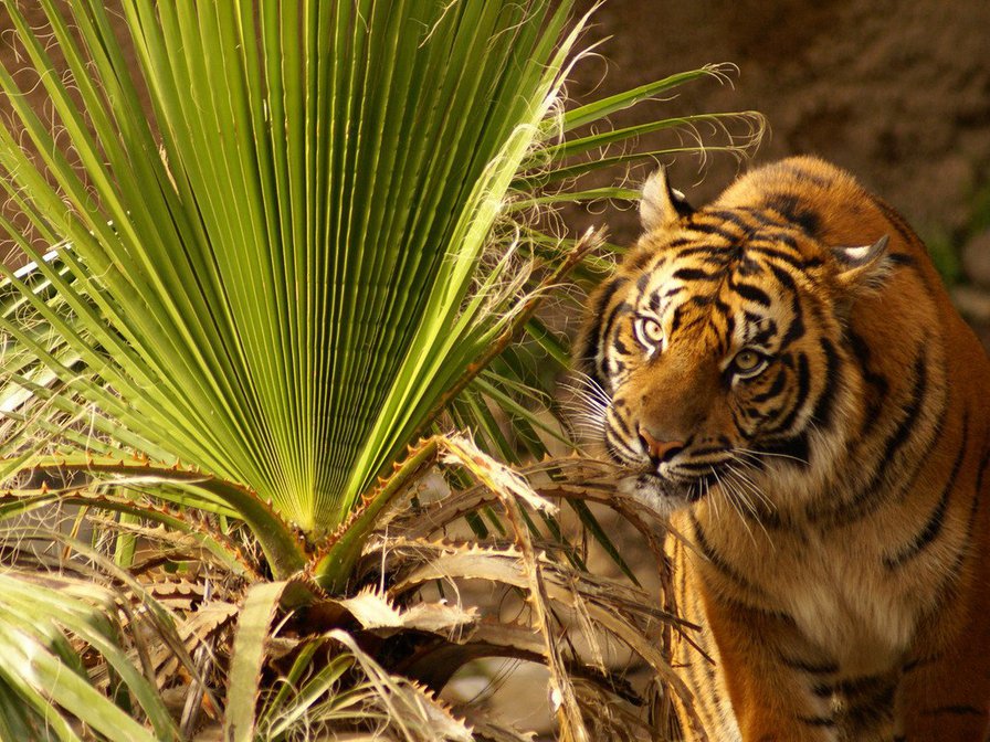 №114948 - животные - оригинал