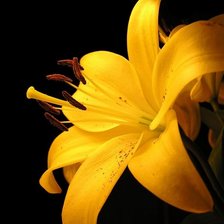 Оригинал схемы вышивки «№115044»