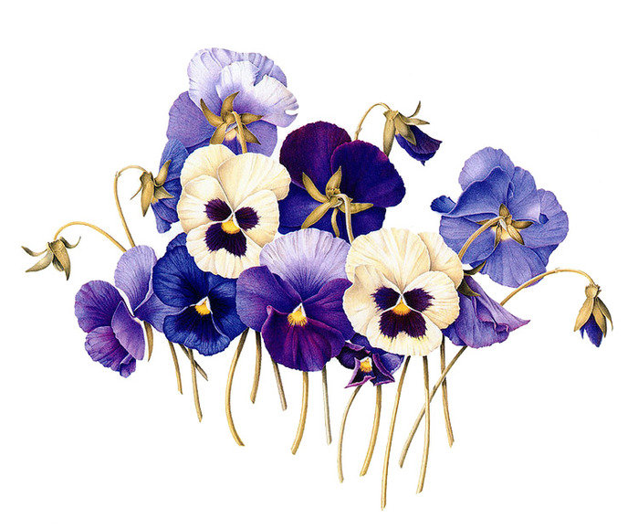 анютины глазки - цветы - оригинал