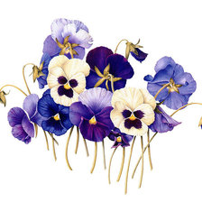 Схема вышивки «анютины глазки»