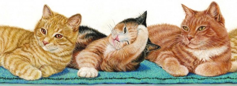 Котята - животные, живопись, коты, бордюр - оригинал