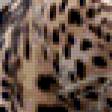 Предпросмотр схемы вышивки «Леопард на охоте Серия "Дикие кошки"» (№115542)