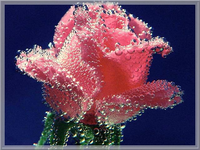 №115607 - картина, розы, цветы - оригинал