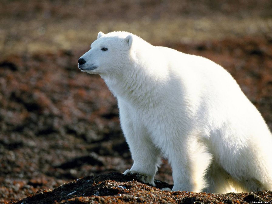 Белый медведь - медведь, животные - оригинал