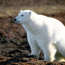 Схема вышивки «Белый медведь»