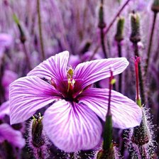 Схема вышивки «№115647»